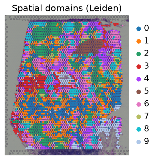 Spatial domains on tissue